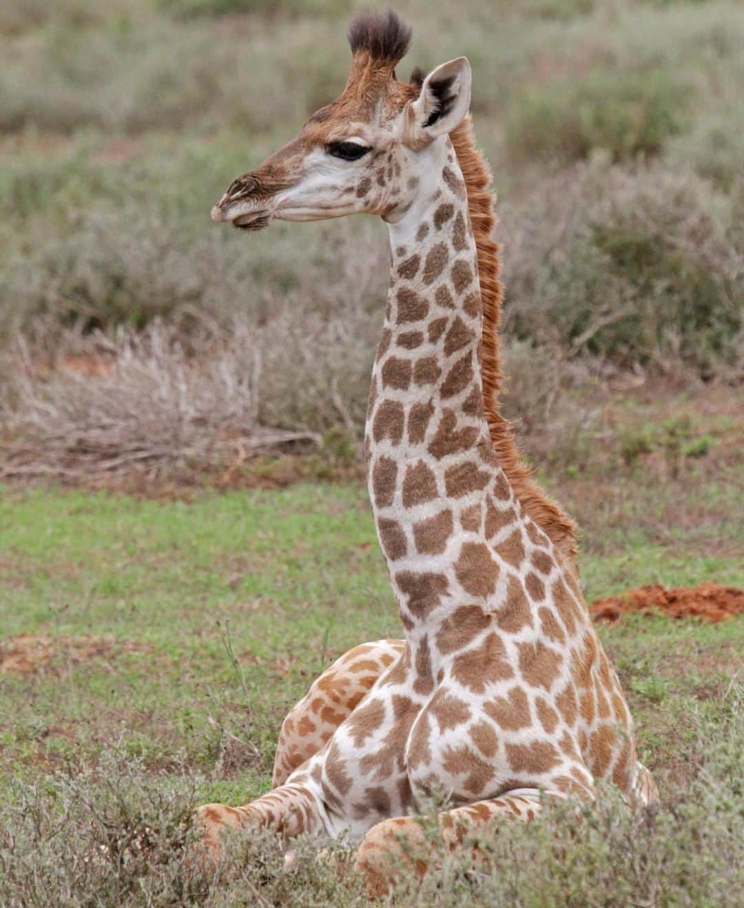 アニマルプラネットさんのインスタグラム写真 - (アニマルプラネットInstagram)「This adorable, young giraffe weighed over 100lbs when it was born! For these cuties, baby steps happen almost immediately. Soon after birth, they're out and about taking in their surroundings. 📸: @mario_aldecoa, @bravewilderness . . . . . . #animalplanetupclose #animalsofinstagram #animalplanet #animaloftheday #wild #wildlife #outdoors #animals #wildanimals #conservation #nature #animallovers #instanature #wildgeography  #giraffe #coyotepeterson #coyotebrave」6月20日 4時00分 - animalplanet