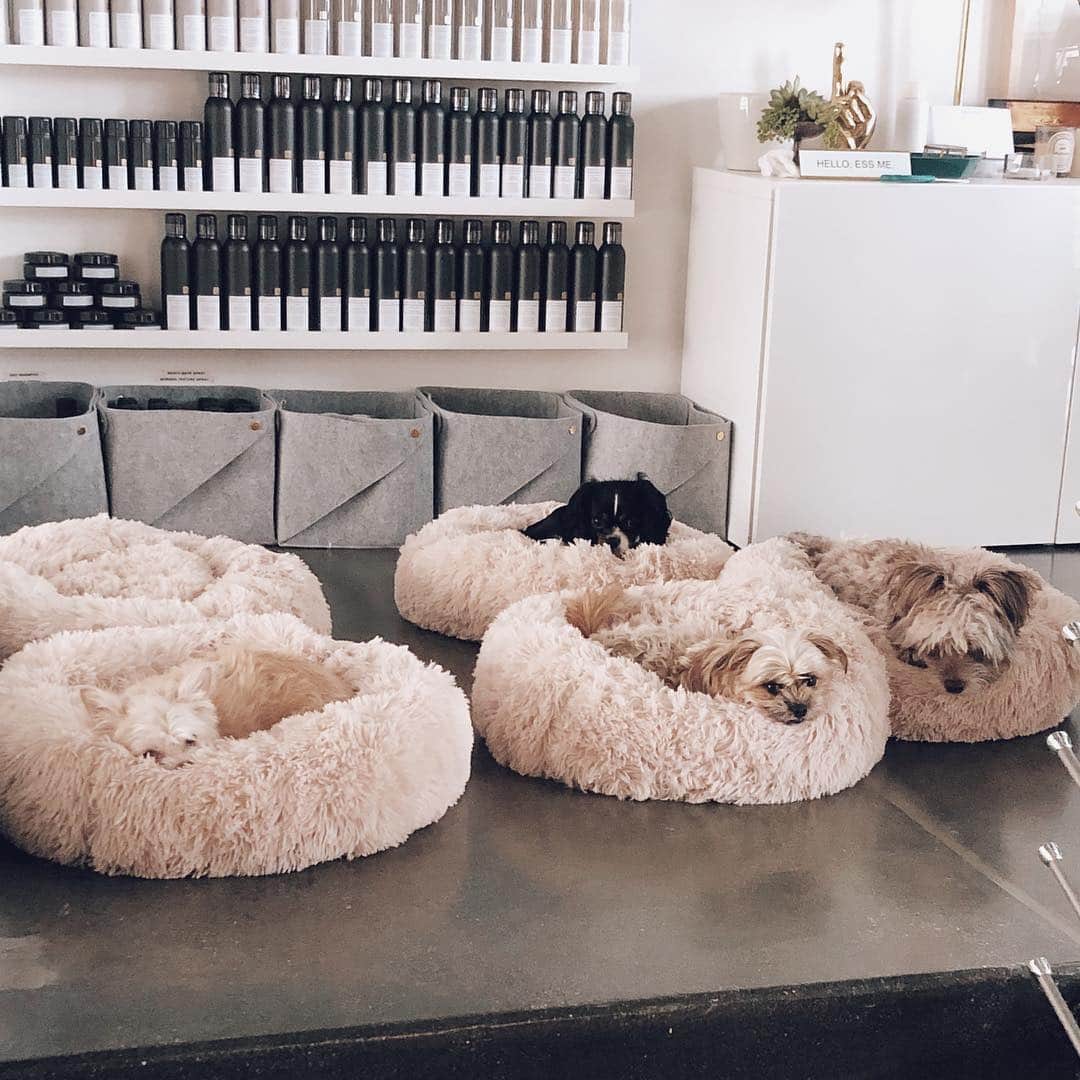 Kristin Essのインスタグラム：「Got all of our dogs new beds for the office. One by one they’re filing in. 🐶🐶🐶🐶🐶 Just missing Olive because she’s off destroying a toy somewhere. 🖤 George needs a bang trim and I need to get back there to see this IRL ASAP. @hellogorgeousgeorge」