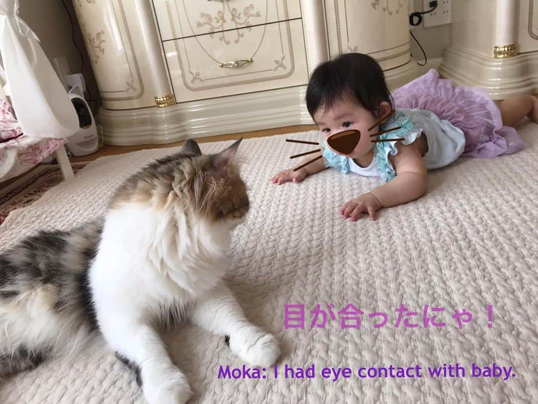 マンチカンのココ王子さんのインスタグラム写真 - (マンチカンのココ王子Instagram)「お嬢の背後からの忍び寄り🤣  #猫#cat#ミヌエット#猫と赤ちゃん#猫と赤ちゃんのいる生活#猫との暮らし#メゾピアノ」6月20日 15時31分 - cocolog_cat