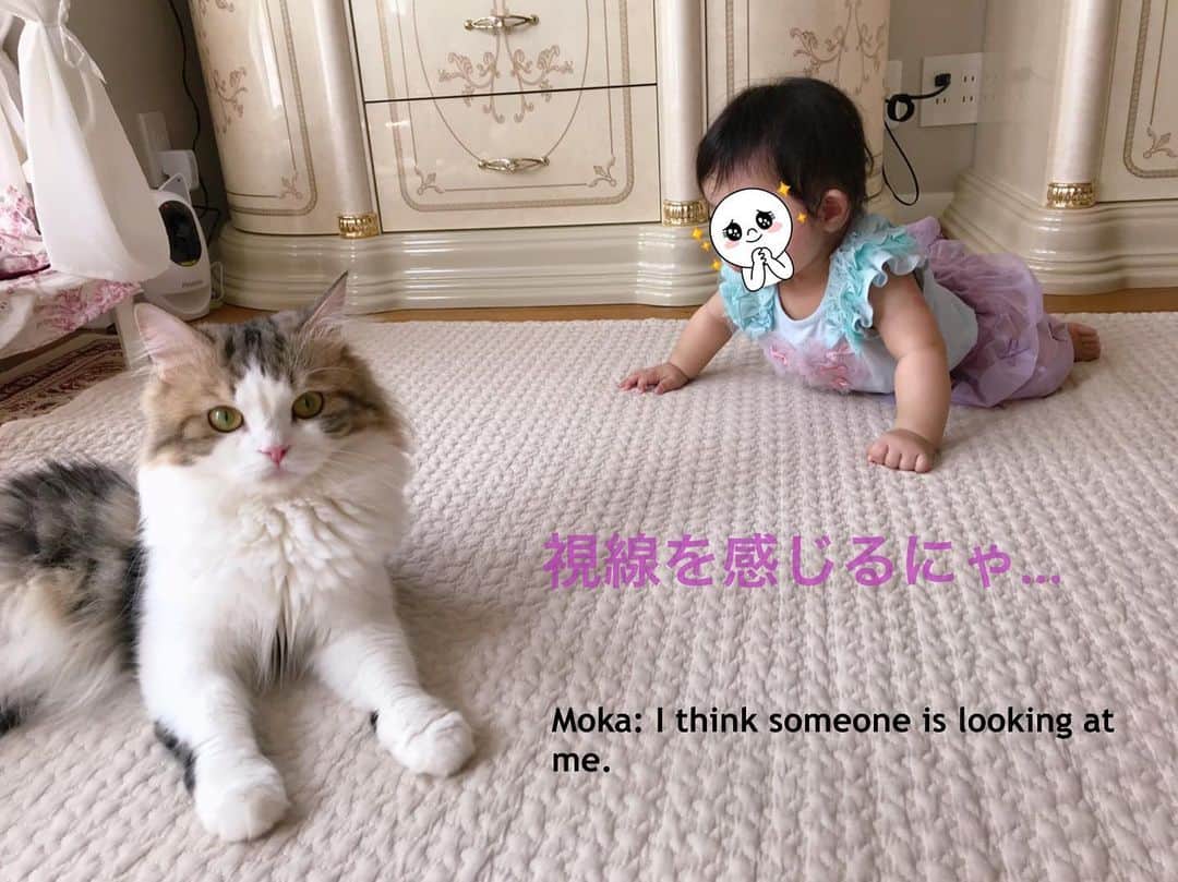 マンチカンのココ王子さんのインスタグラム写真 - (マンチカンのココ王子Instagram)「お嬢の背後からの忍び寄り🤣  #猫#cat#ミヌエット#猫と赤ちゃん#猫と赤ちゃんのいる生活#猫との暮らし#メゾピアノ」6月20日 15時31分 - cocolog_cat