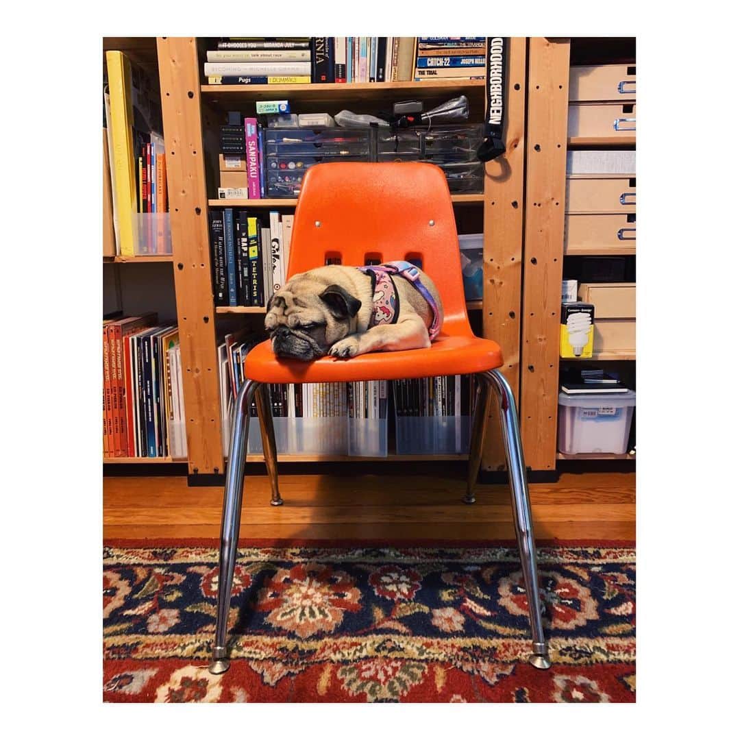 Melissa Santiagoのインスタグラム：「A pre-bedtime snooze 💤  #DailyPug #LeicaHarrietPancakes  #Pug #pugsofinstagram」