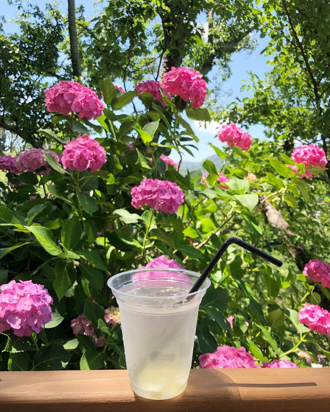 詩歩さんのインスタグラム写真 - (詩歩Instagram)「💠﻿﻿﻿ ﻿﻿﻿ 伊豆にある日本一のアジサイ祭。﻿ The biggest hydrangea festival in Japan!﻿﻿ It was just like a maze of flowers so that I got lost in the park😂﻿ ﻿ 紫陽花15万株という規模は本当にすごくて、公園の丘一帯がぜんぶアジサイロード！﻿ 本気で迷ってしまい、同じ道を何度も往復しちゃったのは笑い話😂﻿ ﻿ 入り口では、下田ハチミツを使ったレモネードを飲みながらアジサイも眺められますよ〜🍋﻿ ﻿ アジサイ祭りは6/30まで💠﻿﻿﻿ ぜひわが故郷しずおかに、遊びにきて〜！﻿ ﻿﻿﻿ ﻿﻿﻿ @shizuoka_kankou ﻿﻿ 📅16th June 2019﻿﻿﻿ 📍下田公園／静岡県﻿﻿﻿ 📍Shimoda Park／Izu Shizuoka Japan﻿﻿﻿﻿ ﻿﻿﻿ ﻿﻿﻿ ©詩歩/Shiho」6月20日 14時13分 - shiho_zekkei