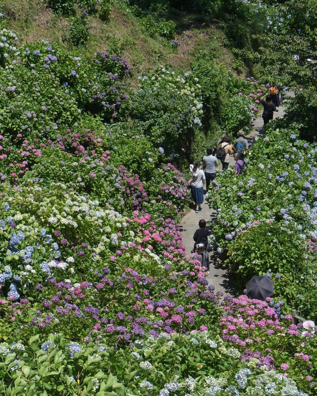 詩歩さんのインスタグラム写真 - (詩歩Instagram)「💠﻿﻿﻿ ﻿﻿﻿ 伊豆にある日本一のアジサイ祭。﻿ The biggest hydrangea festival in Japan!﻿﻿ It was just like a maze of flowers so that I got lost in the park😂﻿ ﻿ 紫陽花15万株という規模は本当にすごくて、公園の丘一帯がぜんぶアジサイロード！﻿ 本気で迷ってしまい、同じ道を何度も往復しちゃったのは笑い話😂﻿ ﻿ 入り口では、下田ハチミツを使ったレモネードを飲みながらアジサイも眺められますよ〜🍋﻿ ﻿ アジサイ祭りは6/30まで💠﻿﻿﻿ ぜひわが故郷しずおかに、遊びにきて〜！﻿ ﻿﻿﻿ ﻿﻿﻿ @shizuoka_kankou ﻿﻿ 📅16th June 2019﻿﻿﻿ 📍下田公園／静岡県﻿﻿﻿ 📍Shimoda Park／Izu Shizuoka Japan﻿﻿﻿﻿ ﻿﻿﻿ ﻿﻿﻿ ©詩歩/Shiho」6月20日 14時13分 - shiho_zekkei