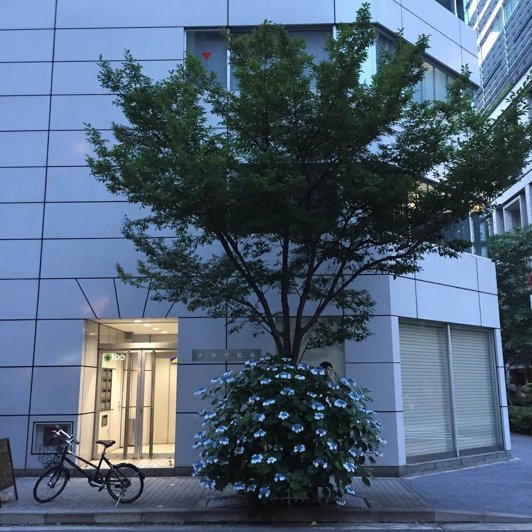 大手小町さんのインスタグラム写真 - (大手小町Instagram)「夕暮れの日本橋。紫陽花が綺麗です。街路樹と一体化したフォルムが面白いな、と思った次第です。  #otekomachi #大手小町 #日本橋 #アジサイ」6月20日 14時15分 - otekomachi