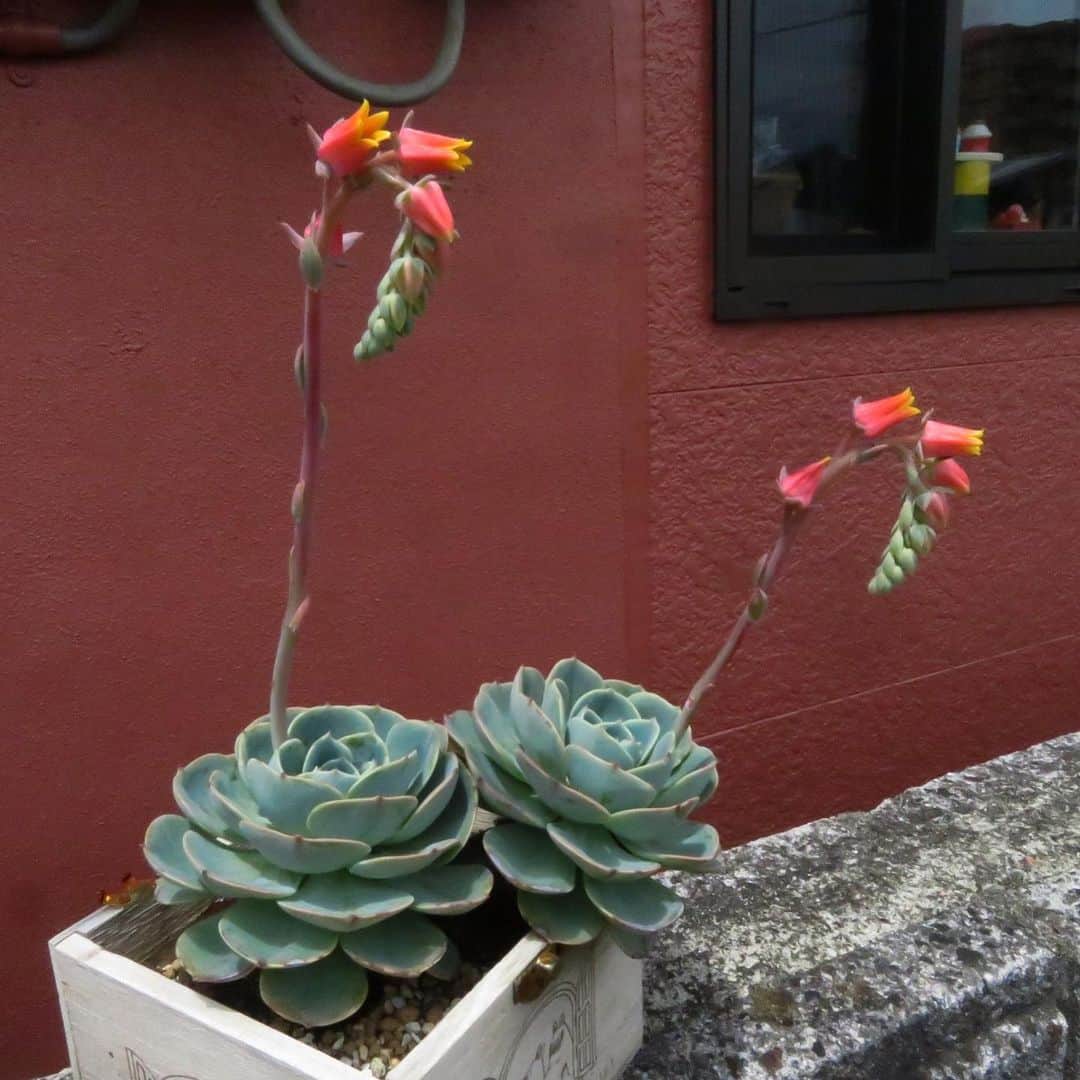 魔女菅原のグルメインスタ