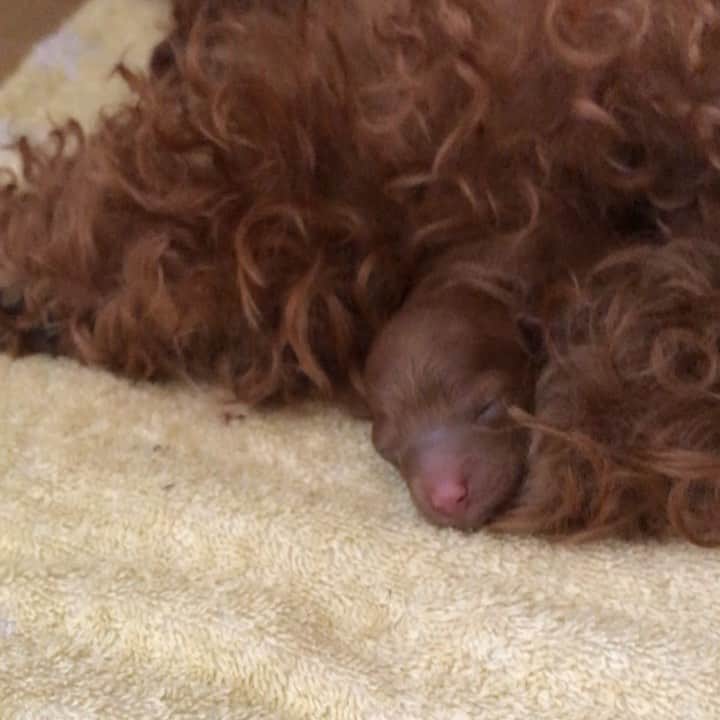 ももちゃん & まろんたんのインスタグラム：「赤ちゃんお鼻がピンクなんですけど😭😭😭 可愛すぎる、、、 赤ちゃんを見るひなの目も優しくてほっこり❤️ ・ ・ #dog #dogs #dogstagram #poodle #poodles #poodlelove #poodleclub #toypoodle #toypoodles #toypoodlelove #toypoodleclub #east_dog_japan #all_dog_japan #puppy #poodlesofficial #ふわふわ #ふわもこ部 #トイプードル #トイプードル部 #トイプードル大好き #トイプードル多頭飼い #ティーカッププードル #わんこなしでは生きていけません会 #pecoいぬ部 #joker六本木ヒルズ店 #トリミング #toypoodleofficial #ひなちゃん #パピー」