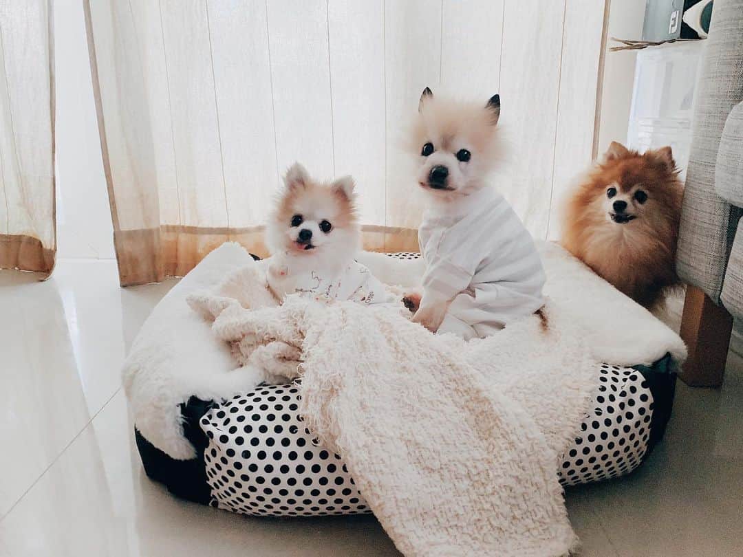 r_oseのインスタグラム：「Too small for three🐰🐨🦁〰️」
