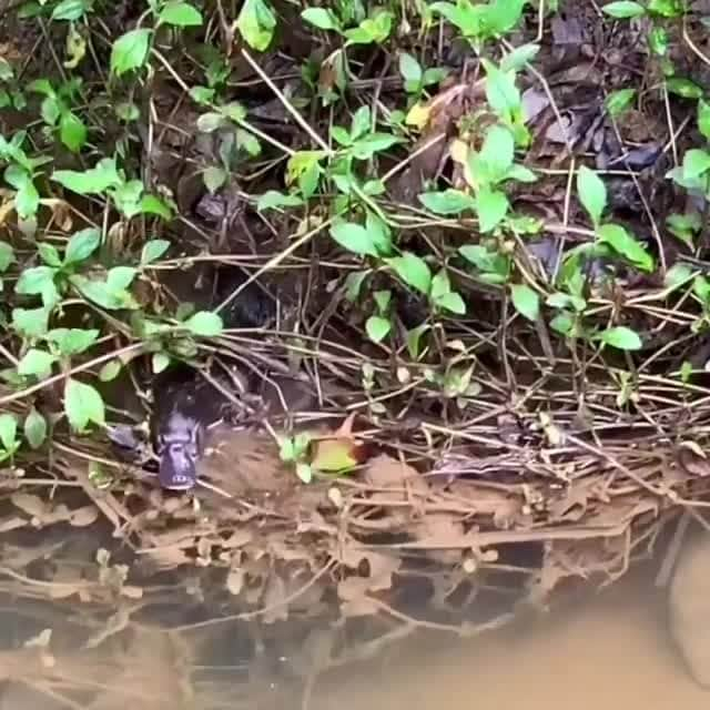 Australiaのインスタグラム