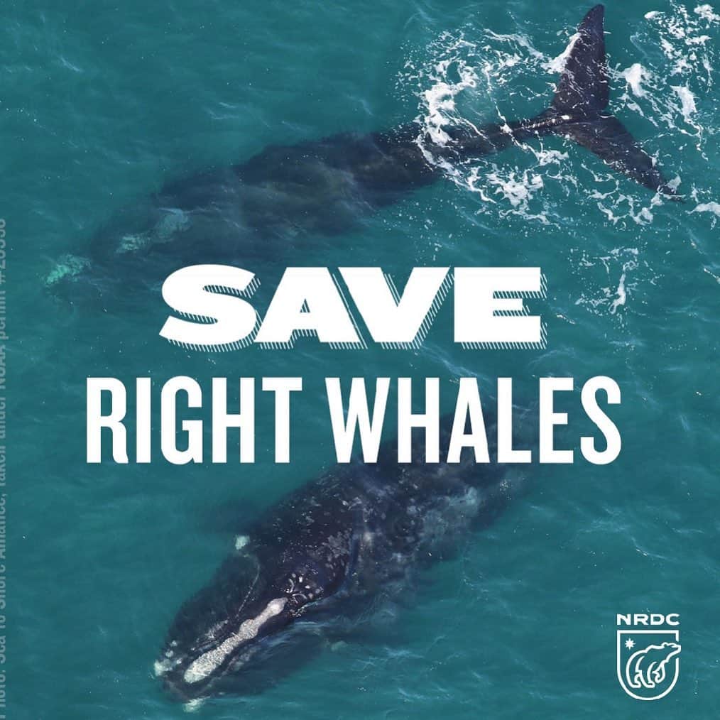 フィービー・トンキンさんのインスタグラム写真 - (フィービー・トンキンInstagram)「North Atlantic right whales are in danger of going extinct within our lifetime—but now Congress has a chance to save them! This #WorldOceansMonth, join @NRDC_org and me in urging our Representatives to cosponsor the SAVE Right Whales Act!  Visit the link in my profile to help protect our 🐋」6月20日 6時32分 - phoebejtonkin