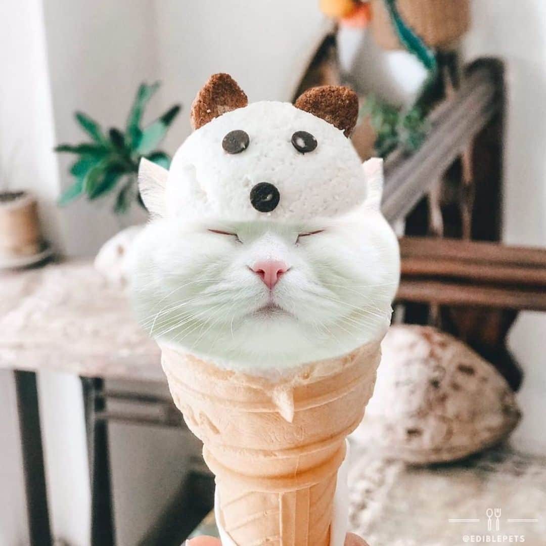 ソフィーさんのインスタグラム写真 - (ソフィーInstagram)「Here’s the scoop: It’s too hot & humid. Tag someone who would love a vanillou cone. 🍦 🍦 🍦 Thanks @ediblepets for this cute cone!」6月20日 6時35分 - sophielovestuna