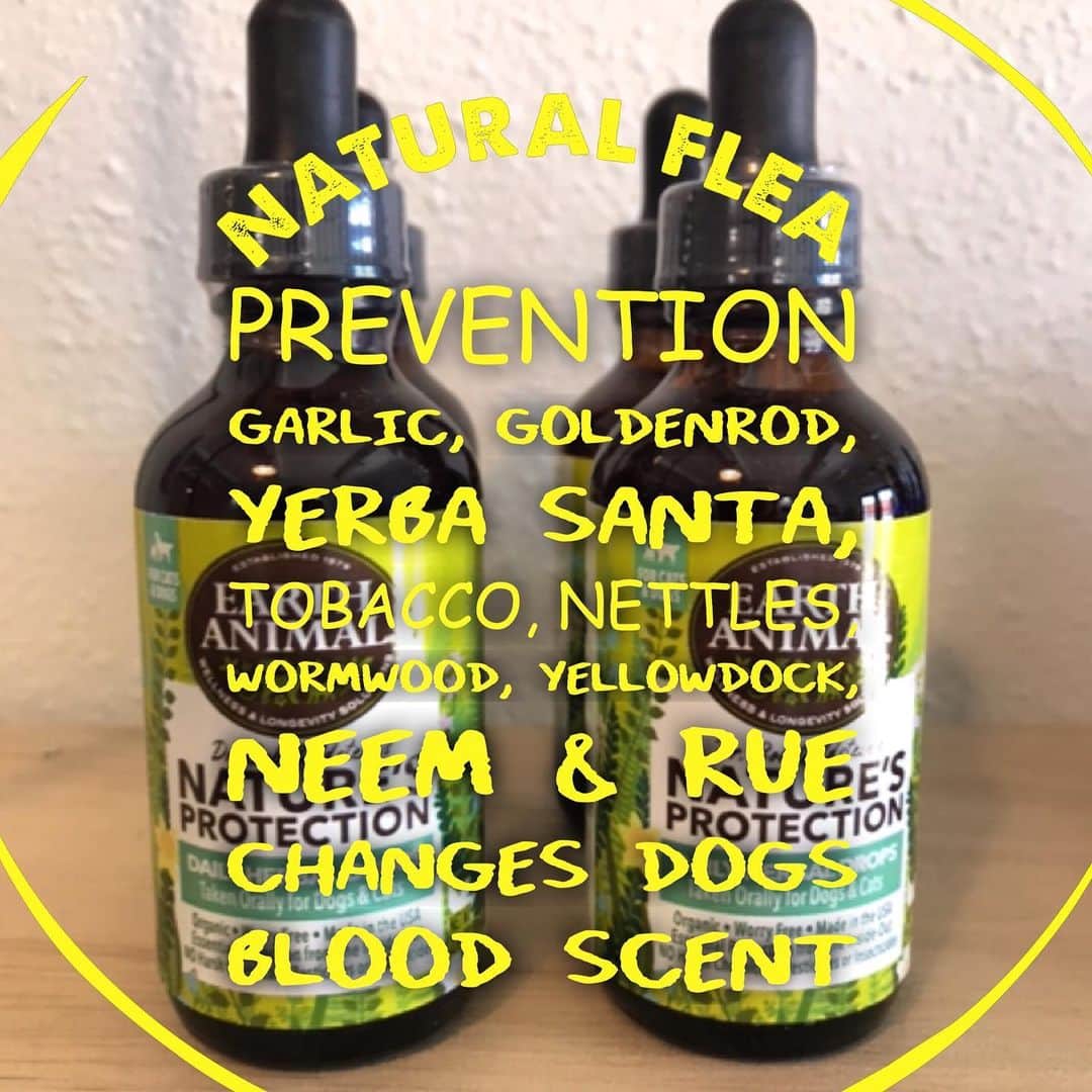Dogs by Ginaのインスタグラム：「Holistic flea prevention. No chemicals, Pesticides, or Insecticides. Available in store now 🐾 Maker: @earthanimal1979  Investment: $20」