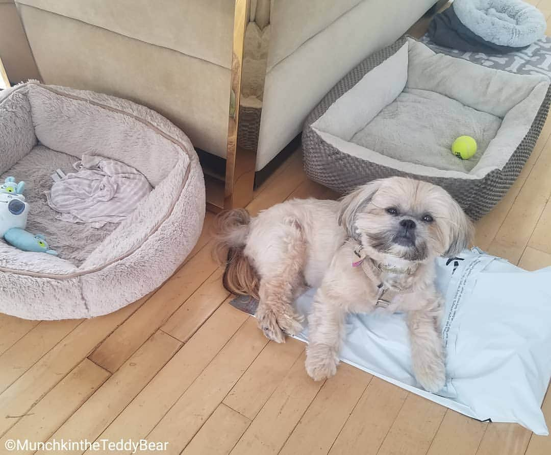 Original Teddy Bear Dogさんのインスタグラム写真 - (Original Teddy Bear DogInstagram)「Two comfy beds and I choose to lie on the plastic Amazon bag 😬🐶 #NakeyMunchkin #NakeyWednesday」6月20日 6時40分 - munchkintheteddybear