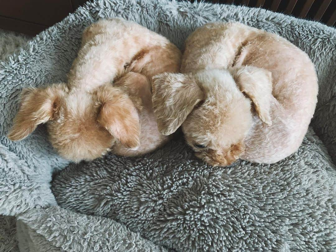 水嶋ヒロさんのインスタグラム写真 - (水嶋ヒロInstagram)「#ao #raki #dogs #dog #dogstagram #dogofinstagram #sleeping #sleepingdogs #sleepinganimals #sleep #twins #giraffe #same #blog」6月20日 6時45分 - hiro_mizushima_official