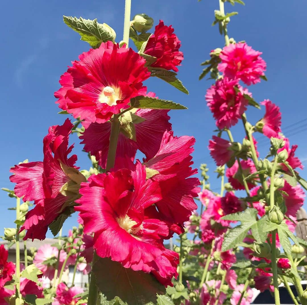 清水のぶよさんのインスタグラム写真 - (清水のぶよInstagram)「・ おはようございます☀ 写真はご近所さんちのタチアオイ。 ハッとするような鮮やかな色が青空に映えています。 花言葉は「大望」「豊かな実り」「気高く威厳に満ちた美」 今日も大きく望みを持って 豊かに過ごしましょうね🌟 ・ #花 #花言葉 #美しい」6月20日 7時04分 - meika_shimizu