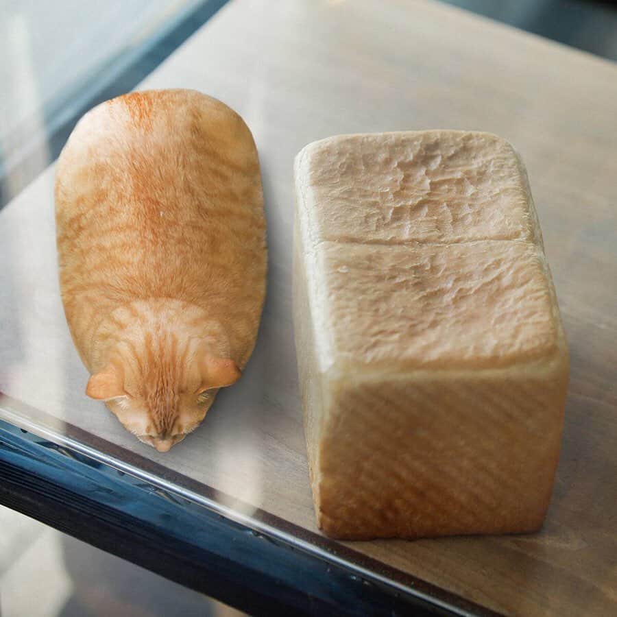 Alinoma公式のグルメインスタ