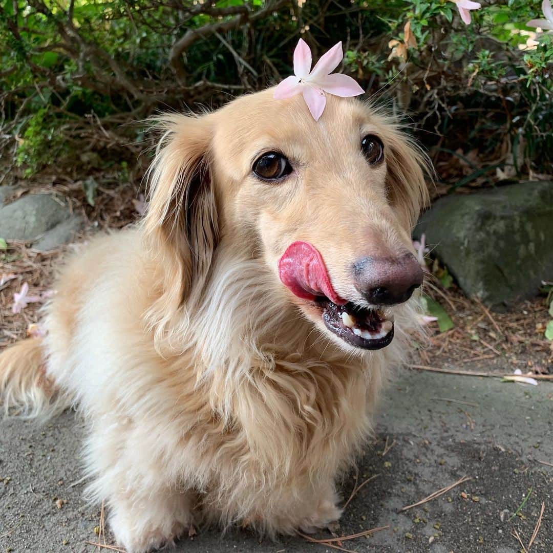 ハッチ＆ニコのインスタグラム：「Good morning ☀️ おはぺろー🐶🌸 #乗せ乗せ  #カメラ嫌い同好会 #pecoいぬ部 #犬の生活が第一 #癒しわんこ #dachshund #犬バカ部 #短足部 #ふわもこ部 #tokyocameraclub #東京カメラ部」