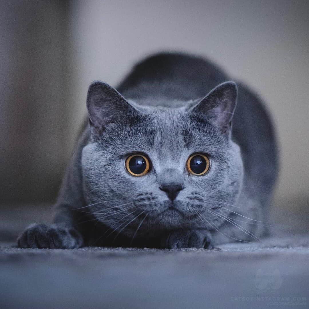 Cats of Instagramさんのインスタグラム写真 - (Cats of InstagramInstagram)「From @wolfie_the_britishshorthair: “Is that bird inside of outside of the window?! 😼🦅🐾 . 📸 @candidkitten” #catsofinstagram」6月20日 7時36分 - cats_of_instagram