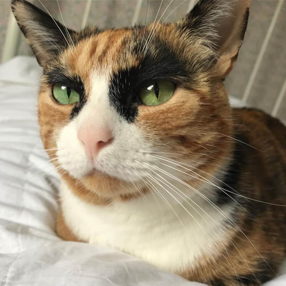 リリーのインスタグラム：「Happy whisker Wednesday! 😸 #whiskerwednesday」
