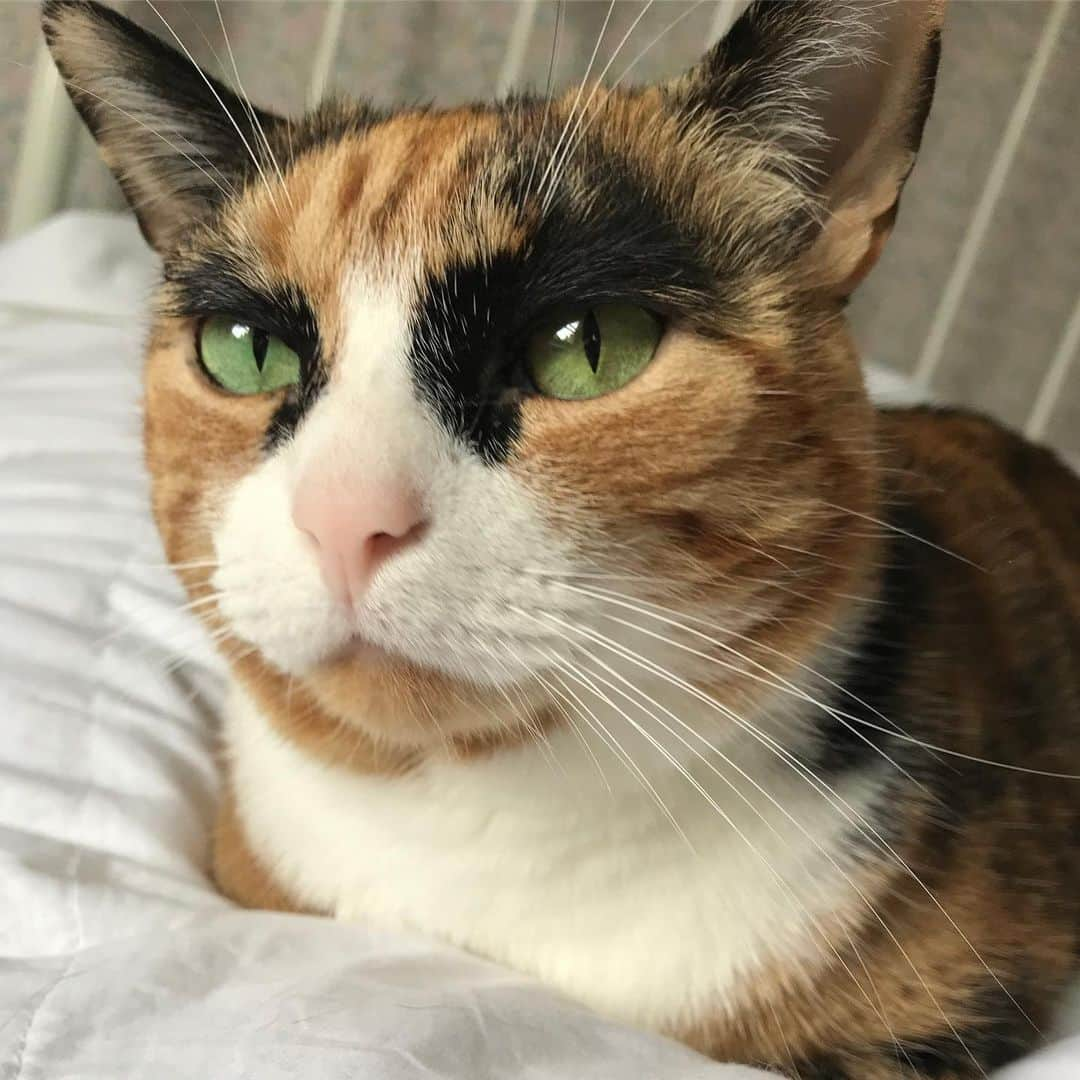 リリーさんのインスタグラム写真 - (リリーInstagram)「Happy whisker Wednesday! 😸 #whiskerwednesday」6月20日 7時52分 - lilly_crazyeyes