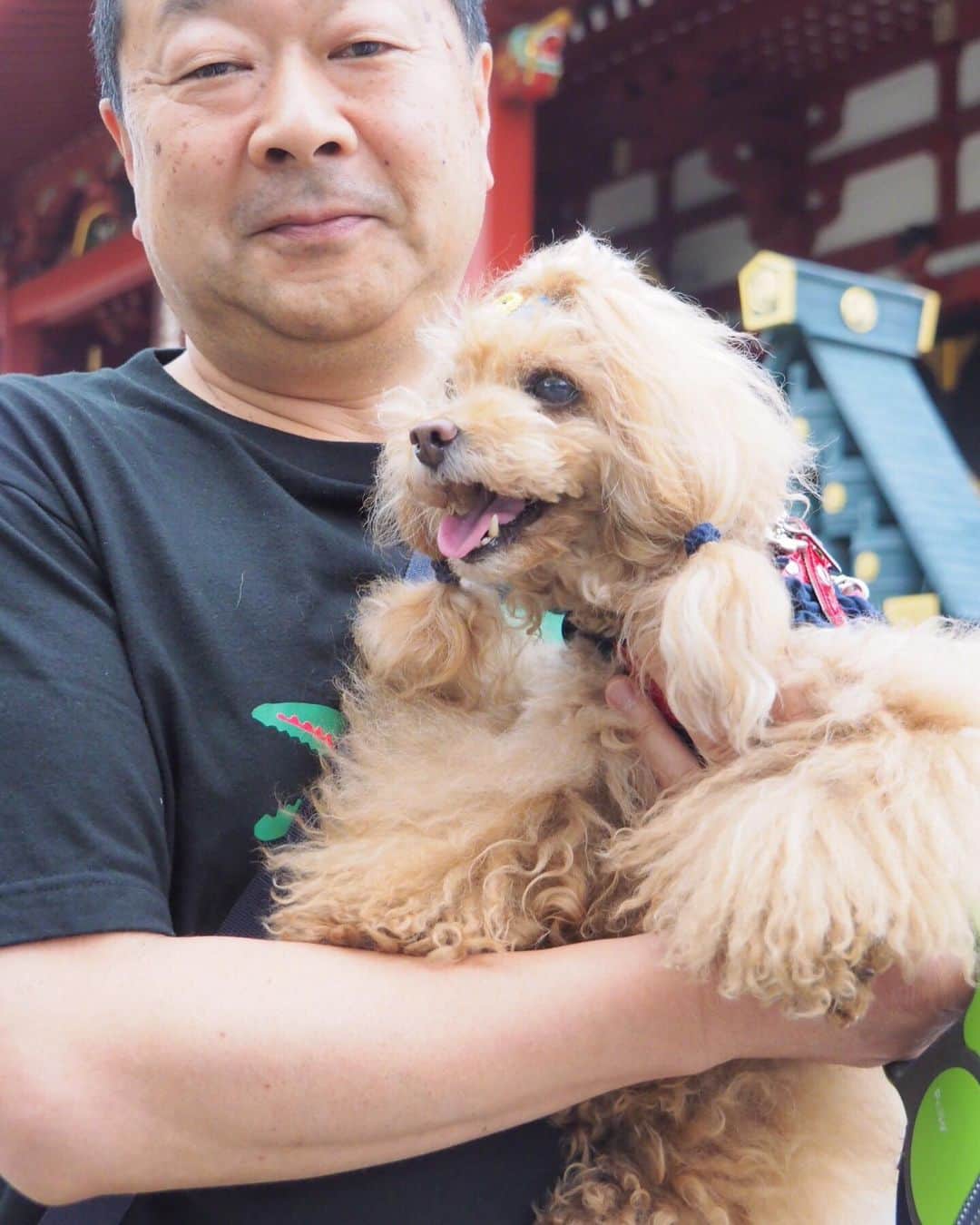 Toypoodle Mikuru?Asakusa Tokyoのインスタグラム：「20190620 Thursday. Good morning! Friends 😢 お別れの朝です🥺 みくるの浅草パパこと @opuchan1124 ヒデちゃんファミリー @hidekun03 がお引越ししちゃいます。 みくるんの大好きな人がまた浅草からいなくなっちゃいます😔 . 寂しくなっちゃうみくるん🥺 でも、またオニク持って抱っこしに来てね💖 . ❶ 最後の抱っこじゃないからね！ ❷ ヒデちゃんまたね😭 ❸ 本当にね ❹ 最後のオニクじゃないからね！ ❺ ミルクちゃんママによるウマウマ動画 ❻ オマケのみくるの法則動画 . ヒデちゃんパパ・ママ みくるのことかわいがってくれてありがとうございました🙏🏻😭🥺 . #浅草寺別れの朝 #浅草パパ #ジャックラッセルテリア のヒデちゃん . もう偶然お散歩中に会えることもないんだなぁ😢」