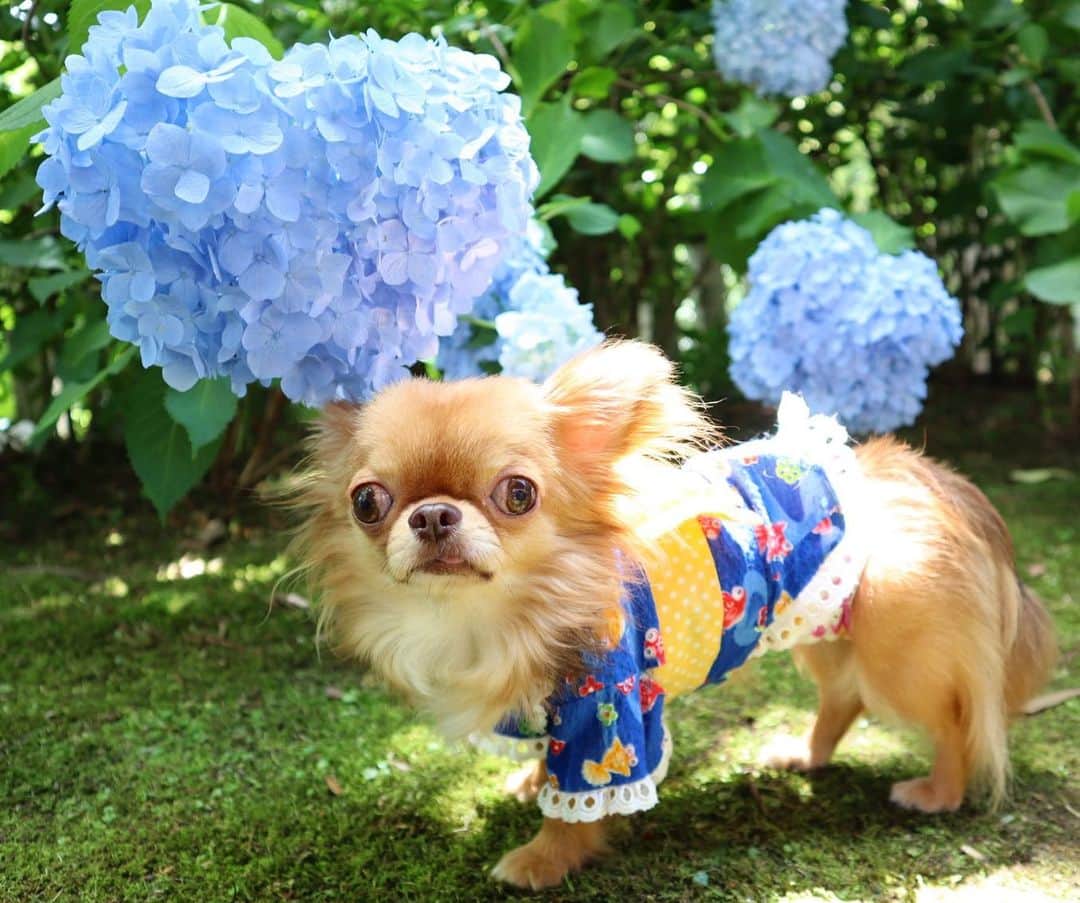 kayoのインスタグラム：「* * ハートの紫陽花と くりお☺️💗💜 * * kulio💗 * * #紫陽花 #ハート紫陽花 * #chihuahua#chihuahualove#dogstgram#dog#instadog#チワワ#チワワ大好き * *」
