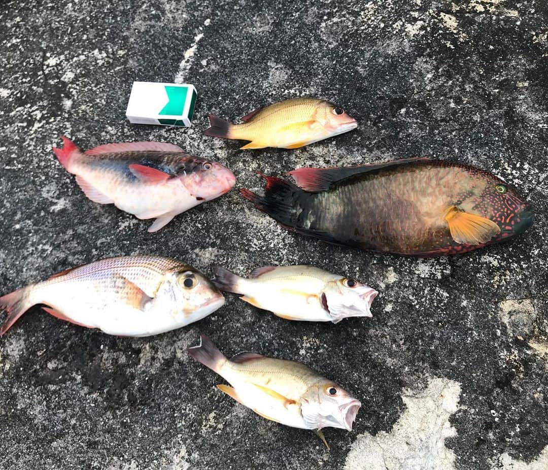 キャンヒロユキさんのインスタグラム写真 - (キャンヒロユキInstagram)「昨日のみんなの釣果。  ワタクシは6匹くらい釣りました【ちっさいのは逃しました】」6月20日 8時27分 - kiyancan