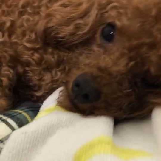 ももちゃん & まろんたんのインスタグラム：「実は、、、、 ひなちゃん、ママになりましたー！！！！ 2匹生まれました☺️男の子と女の子です❣️ 1匹はへその緒がカラダに巻き付いてしまってなかなか切れず、獣医さんが来てくださり切ってくれたのですが、腸が身体の外に出てしまっていて、そのまま連れて帰り緊急手術して下さいました。 動き回りひなのおっぱいを探して動いているので大丈夫じゃないか？と思ってますがまだちょっと心配です💦 ひなちゃん意外とちゃんとお母さんしてます☺️💓 ・ ・ #dog #dogs #dogstagram #poodle #poodles #poodlelove #poodleclub #toypoodle #toypoodles #toypoodlelove #toypoodleclub #east_dog_japan #all_dog_japan #ig_poodle #poodlesofficial #ふわふわ #ふわもこ部 #トイプードル #トイプードル部 #トイプードル大好き #トイプードル多頭飼い #ティーカッププードル #わんこなしでは生きていけません会 #pecoいぬ部 #joker六本木ヒルズ店 #トリミング #toypoodleofficial #出産 #犬の出産 #赤ちゃん生まれました」
