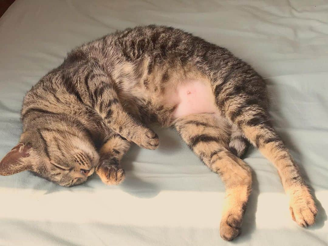 小嶋晶子さんのインスタグラム写真 - (小嶋晶子Instagram)「I just wanna lay in my bed. Today I swear I'm not doing anything! 🐈🐾 #cat #cats #browntabby #catsofinstagram #catstagram #neko #nekostagram #ねこ #ねこ部 #ねこすたぐらむ #きじとら #きじとらねこ #きじとら女子 #きじとら部 #ネコ #ネコ部  #キジトラ #キジトラネコ #キジトラ部 #かぎしっぽ #かぎしっぽ猫部 #カギしっぽ #カギしっぽ猫 #お腹ハゲてる」6月20日 8時44分 - kojimamajiko