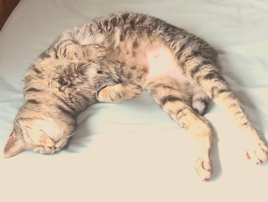 小嶋晶子さんのインスタグラム写真 - (小嶋晶子Instagram)「I just wanna lay in my bed. Today I swear I'm not doing anything! 🐈🐾 #cat #cats #browntabby #catsofinstagram #catstagram #neko #nekostagram #ねこ #ねこ部 #ねこすたぐらむ #きじとら #きじとらねこ #きじとら女子 #きじとら部 #ネコ #ネコ部  #キジトラ #キジトラネコ #キジトラ部 #かぎしっぽ #かぎしっぽ猫部 #カギしっぽ #カギしっぽ猫 #お腹ハゲてる」6月20日 8時44分 - kojimamajiko