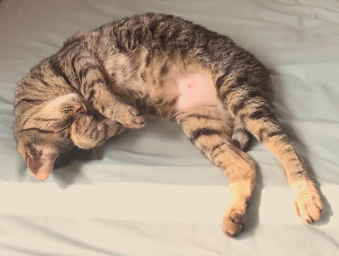 小嶋晶子のインスタグラム：「I just wanna lay in my bed. Today I swear I'm not doing anything! 🐈🐾 #cat #cats #browntabby #catsofinstagram #catstagram #neko #nekostagram #ねこ #ねこ部 #ねこすたぐらむ #きじとら #きじとらねこ #きじとら女子 #きじとら部 #ネコ #ネコ部  #キジトラ #キジトラネコ #キジトラ部 #かぎしっぽ #かぎしっぽ猫部 #カギしっぽ #カギしっぽ猫 #お腹ハゲてる」