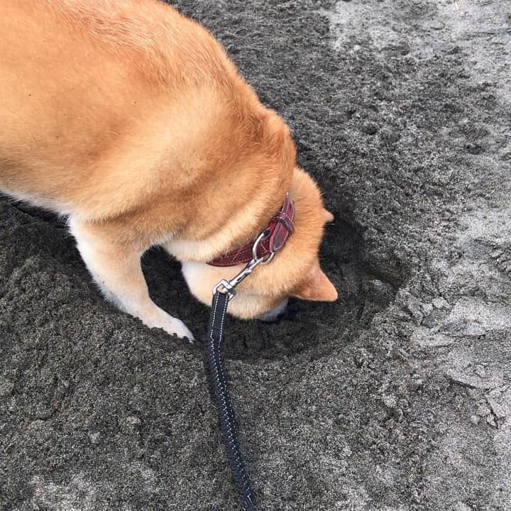 のインスタグラム：「この季節がやってきた🦀 #マル子  #柴犬  #shiba  #カニ漁」