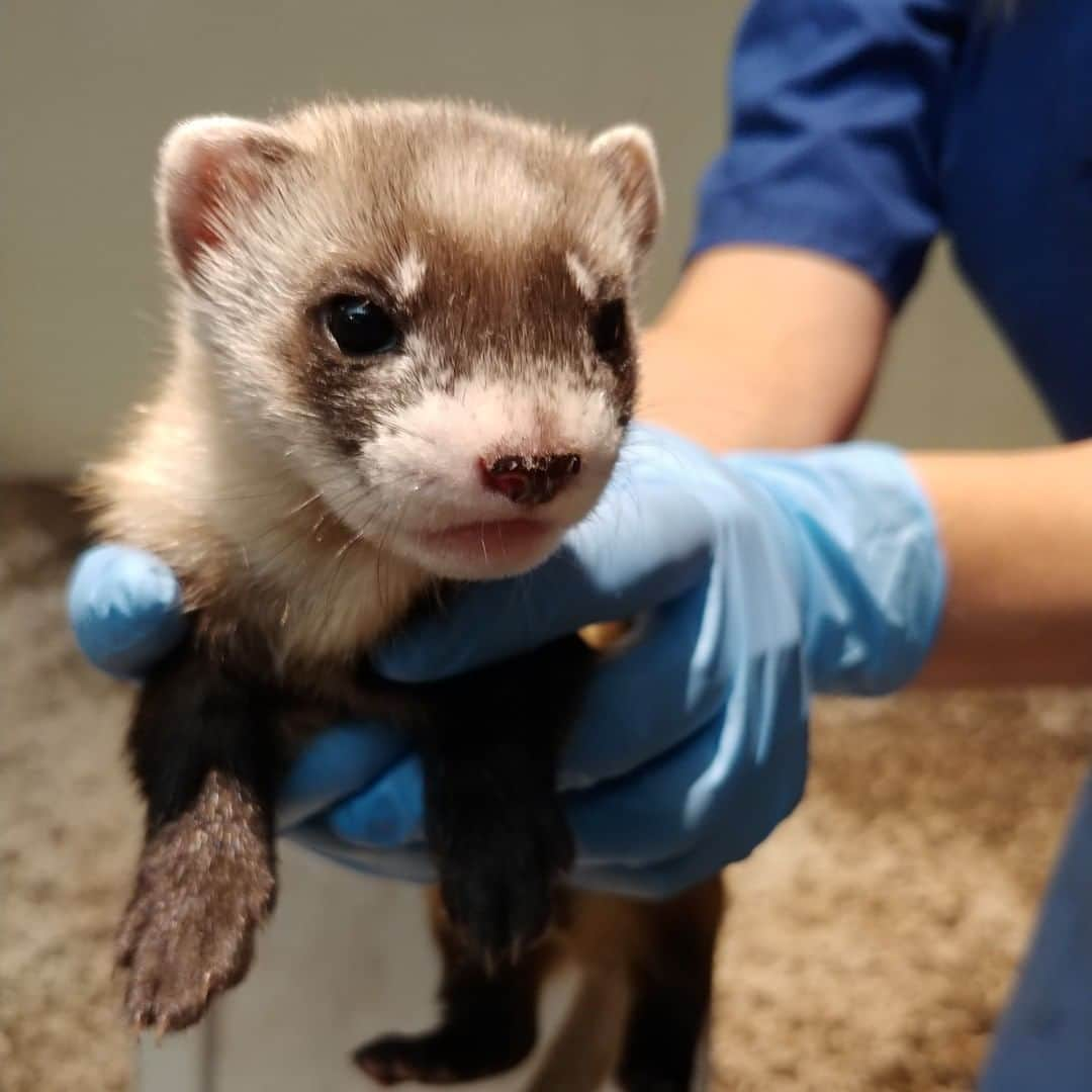 スミソニアン国立動物園さんのインスタグラム写真 - (スミソニアン国立動物園Instagram)「This is our black-footed ferret Mini's kit! But there's nothing mini about him or how cute he is. 😍 He is a singleton kit, so he gets all of Mini's 🍼 milk and 🐀 meat  for himself. His mom, Mini, got her name because she was the runt of her litter, but keepers nursed her and helped her grow and survive. This kit is her first litter! #WeSaveSpecies #BlackFootedFerret」6月20日 9時00分 - smithsonianzoo