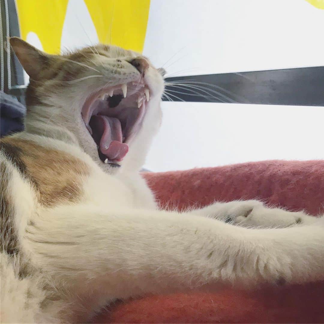 山田稔明さんのインスタグラム写真 - (山田稔明Instagram)「おはよ。眠い朝。 #ポチ実 #三毛猫 #チミあくび」6月20日 9時02分 - toshiakiyamada