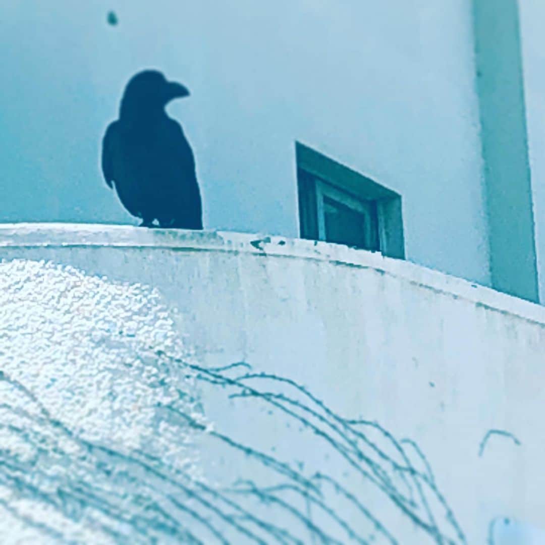 中野敬久さんのインスタグラム写真 - (中野敬久Instagram)「#crow #black #blackandwhite #whereareyoulookin」6月20日 9時14分 - hirohisanakano