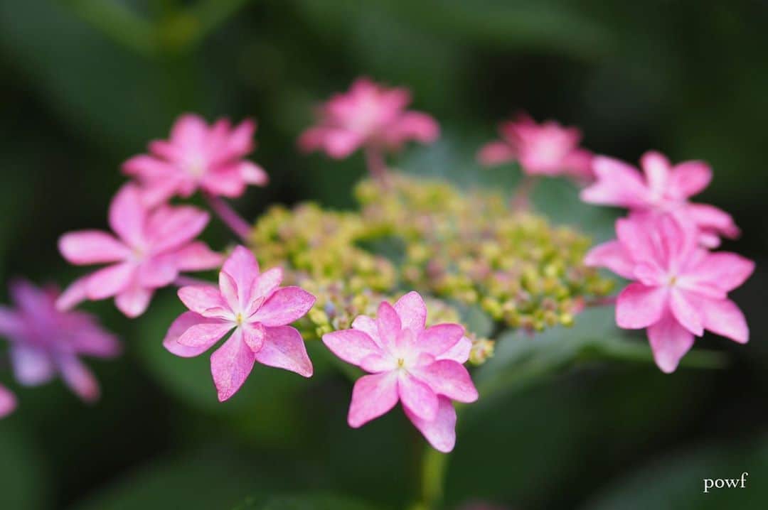 anemone_69のインスタグラム：「. #ガクアジサイ #額紫陽花 #hydrangea #アジサイ #あじさい #紫陽花 . . .」