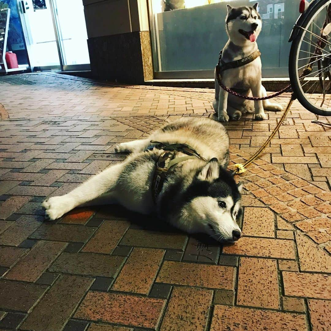 谷川正憲さんのインスタグラム写真 - (谷川正憲Instagram)「ふいに麻婆茄子ハンバーグなんて食べるもんやないんや。」6月20日 9時53分 - masuo24hours