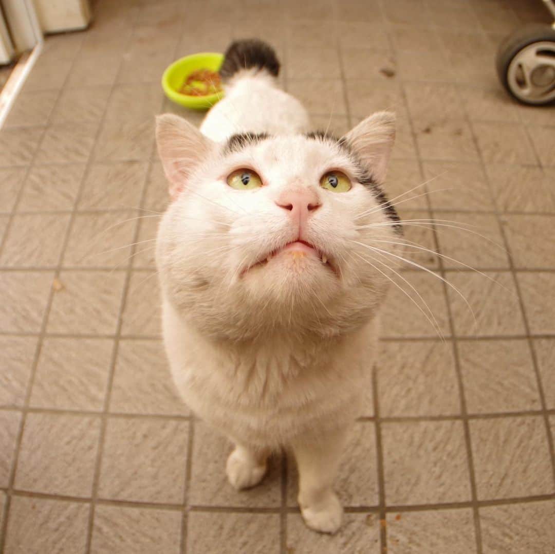 Kachimo Yoshimatsuさんのインスタグラム写真 - (Kachimo YoshimatsuInstagram)「早くくれよ！ Please do it quickly. #uchinonekora #nanakuro #neko #cat #catstagram #kachimo #猫 #ねこ #うちの猫ら http://kachimo.exblog.jp」6月20日 9時54分 - kachimo