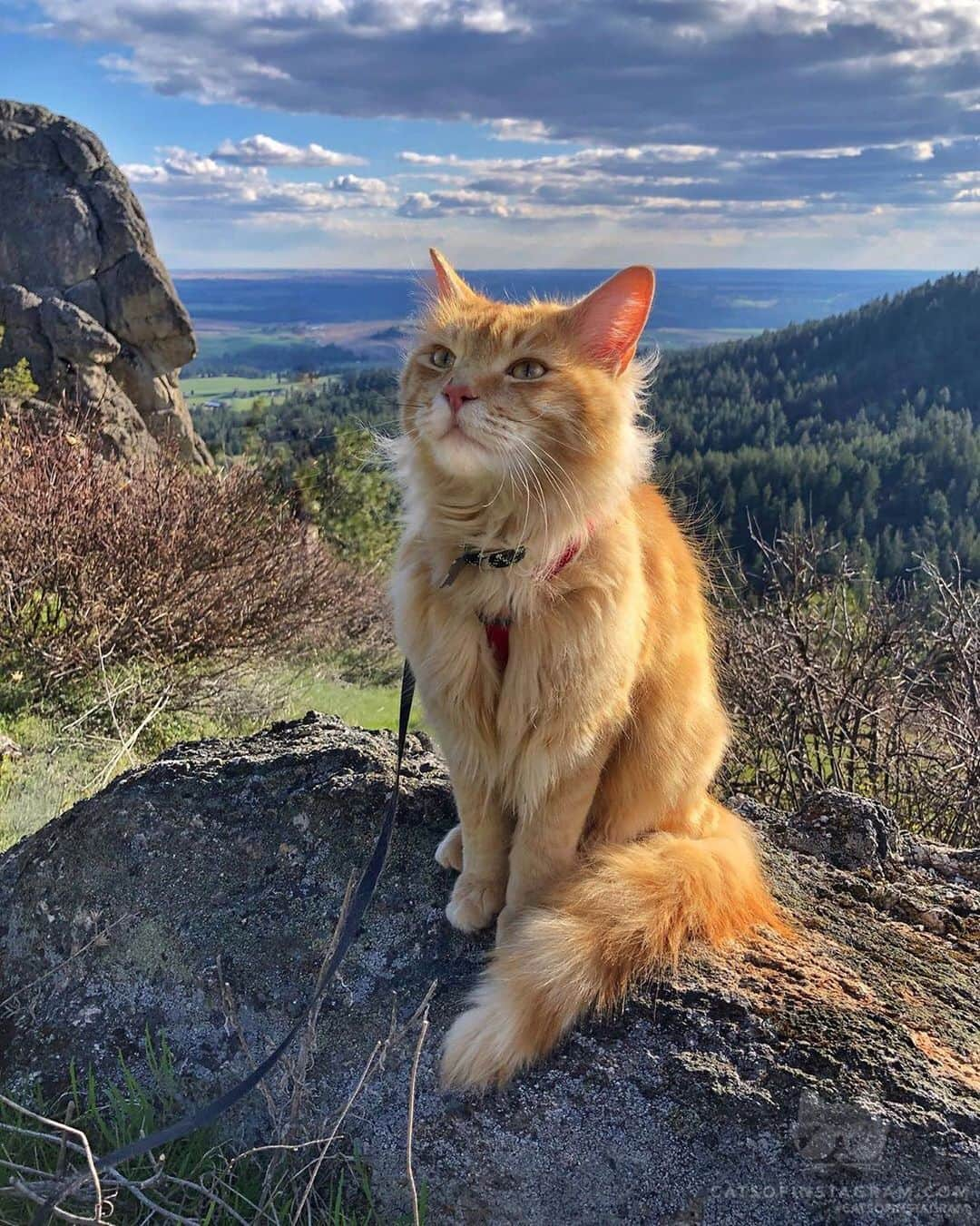 Cats of Instagramさんのインスタグラム写真 - (Cats of InstagramInstagram)「From @leonadventurecat: “Pleased.” #catsofinstagram」6月20日 10時01分 - cats_of_instagram