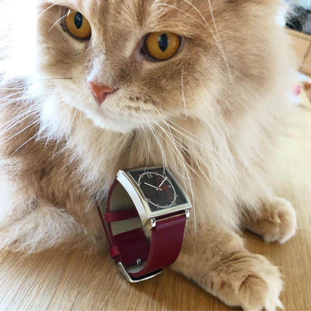 Chiyomame ちよまめさんのインスタグラム写真 - (Chiyomame ちよまめInstagram)「@nomonday_jp ⌚️ ノーマンデーさんの時計😻 赤毛のまろん🌰に良く似合うね😽 。 文字盤のデザインも シンプルなのに個性的💗 革バンドも重厚感があって高級感があります🥳 。 。 。 🎁クーポンコード➡︎ http://nomonday.jp/ 『chiyo.mame』 使用で 10パーセントオフに  なります😽 良かったら使って下さい❤️ 。 。 #nomonday#ノーマンデー#腕時計#時計 . #mainecoon_mix_marron #メインクーン #kawaii#Excellent_Kittens#cutepetclub#scottishfoldkitten#kawaii#まん丸ねこ部#weeklyfluff」6月20日 10時18分 - chiyo.mame