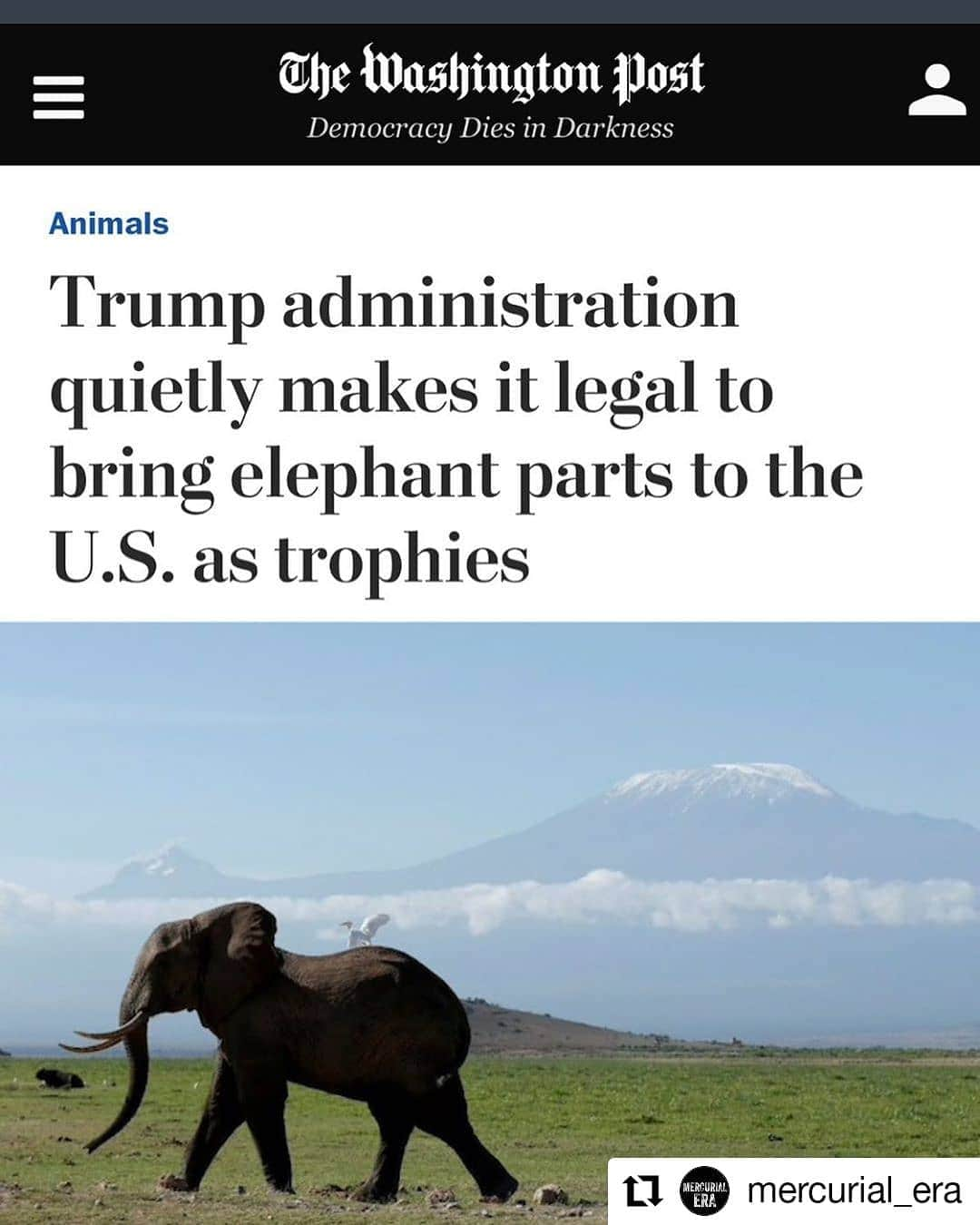 ガソリングラマーさんのインスタグラム写真 - (ガソリングラマーInstagram)「This didn't get any coverage seriously #elephants 🐘🐘🐘🐘🐘🐘are the most awesome amazing ever they are not fucking trophies stop #biggamehunting NOW!!!! #endangeredspecies #endangeredspeciesact #ILOVEELEPHANTS @vetpaw @elephantcrisisfund @maddowshow @msnbc @cnn @thebeatwithari @stephruhle @kamalaharris #Repost @mercurial_era • • • • • • I HATE THESE PEOPLE!!!! 😡😡😡😡 The Trump administration will allow Americans to bring tusks and other elephant body parts back to this country as trophies, in a pivot away from the support President Trump voiced last year for an Obama-era trophy ban.  The decision, announced quietly in a March 1 memorandum from the U.S. Fish and Wildlife Service, withdrew previous rulings on trophy hunting and said the agency would allow sport hunters to receive permits for the trophy items on a “case-by-case basis.” The move contrasts sharply with the position taken by Trump in November.  After the Fish and Wildlife Service announced a repeal of the ban on the importation of elephant-hunt trophies from Zimbabwe and Zambia, wide public outcry prompted Trump and Ryan Zinke, the secretary of the interior, which houses the wildlife agency, to put the repeal on hold until further review. [Trump puts hold on decision to again allow trophies from elephant hunts in Zimbabwe]  Trump later called elephant hunting a “horror show” and said that it would be very difficult for anyone to change his mind.  African elephants have been listed as threatened under the Endangered Species Act since 1979.」6月20日 10時50分 - gasolineglamour