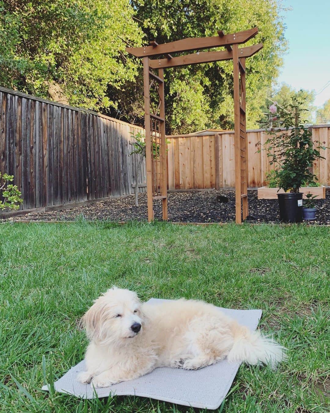OLIVIAのインスタグラム：「We put up our arch trellis!! And I’ve been dying to plant my Eden climbing rose to grow around it but Atlas and Mr. Whiskers has been ill. 😥 Atlas has fevers and Kafka’s got some bad infections going on. We did all manage to take a walk through the park and build a massive house out of cardboard boxes though. 😊💕 I’ve been learning so much about plants and prepping to launch my T-shirt line soon. 🥰」