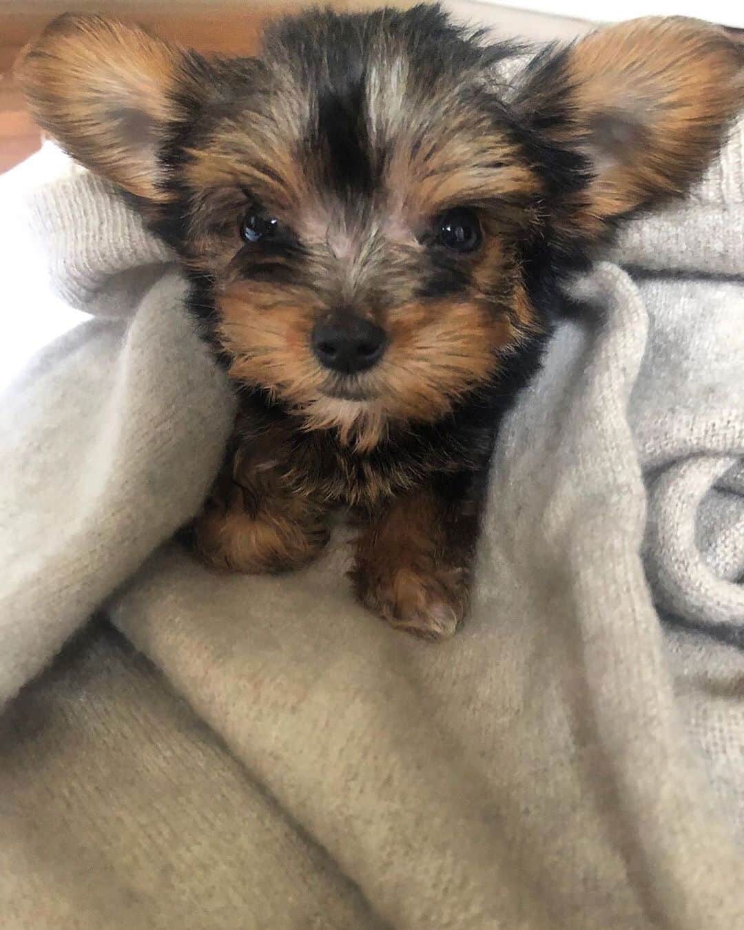 rms beautyさんのインスタグラム写真 - (rms beautyInstagram)「So cute new family!! #repost @rmsbeauty ・・・ Introducing the latest member of the @rmsbeauty family — this cutie! What should we name her? Help us 💭 think of a name in the comments below!」6月20日 11時10分 - rmsbeautyjapan