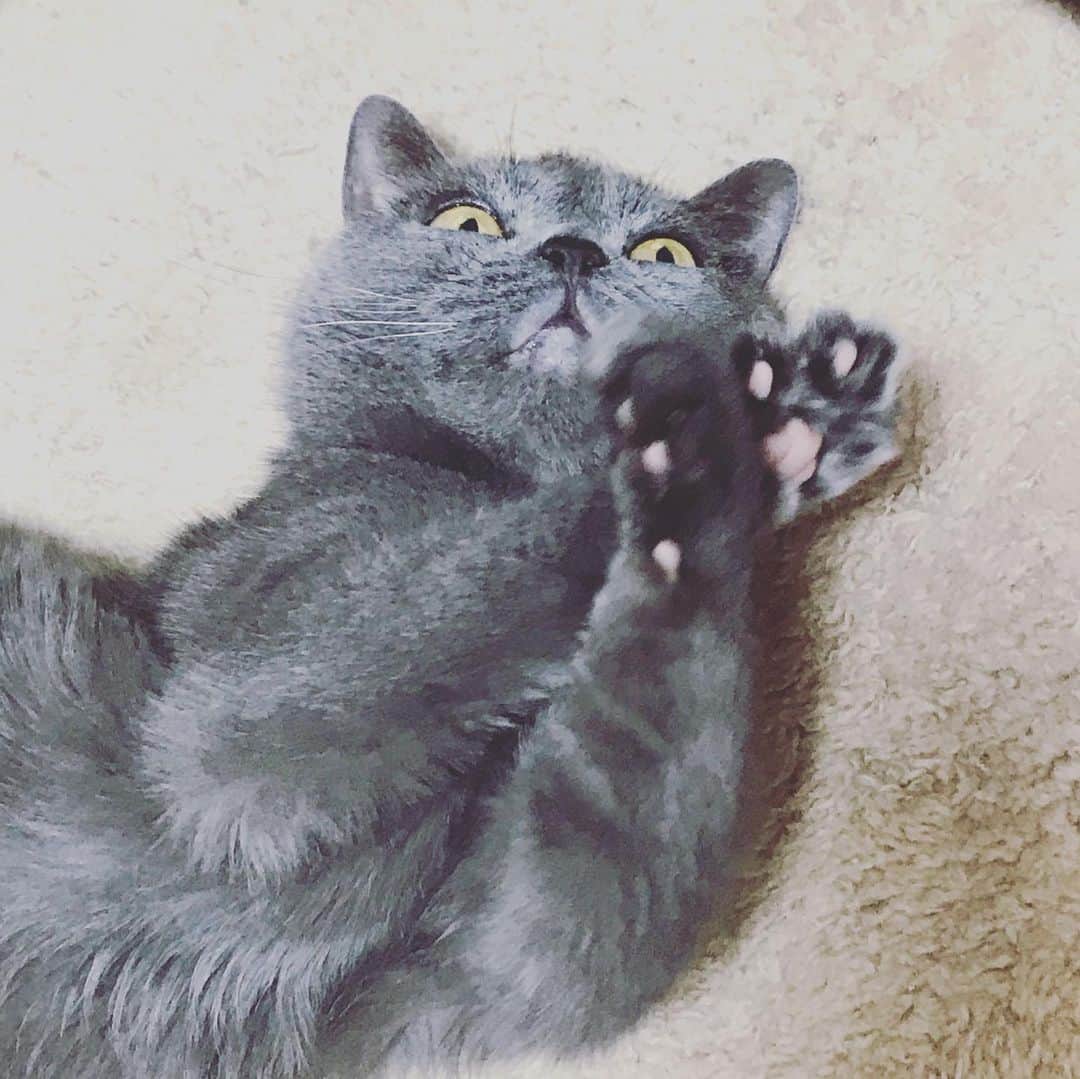 栗原まもるのインスタグラム：「へん・しーん！」
