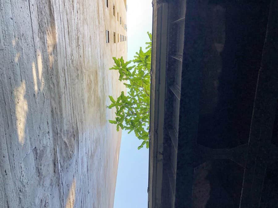 蓮沼執太のインスタグラム