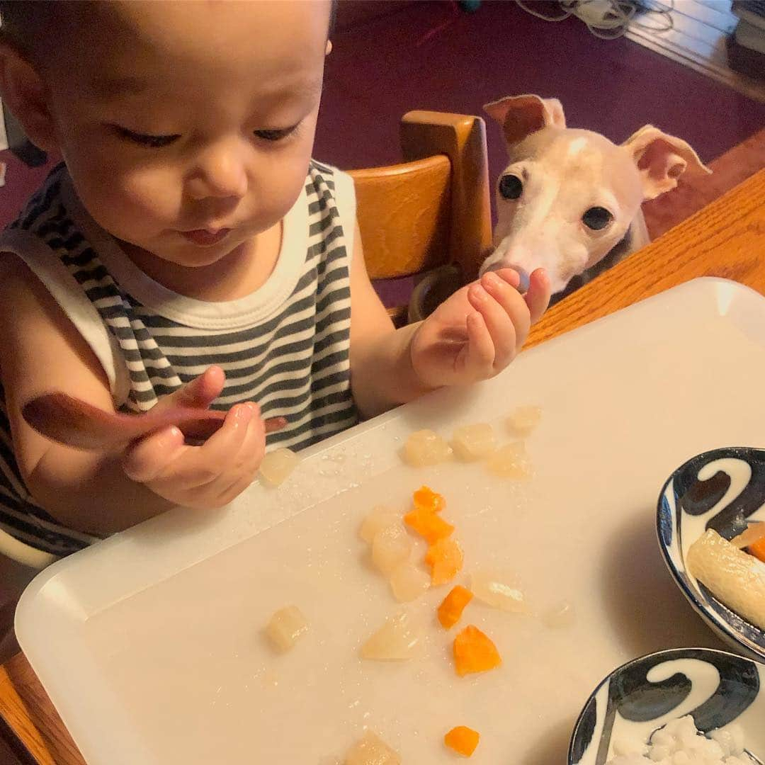 菅井悦子さんのインスタグラム写真 - (菅井悦子Instagram)「掴んでもぐもぐ上手に食べますが、やっぱりよく落とす（笑） →上手に足元で待機して効率よく食べるのがエレン →正面から勝負して母達に叱られ退散するのがマルス🤣 真横にいなきゃいいのにねw  #和久井家四兄弟  #和久井マルス #イタグレ」6月20日 11時38分 - etsuko313