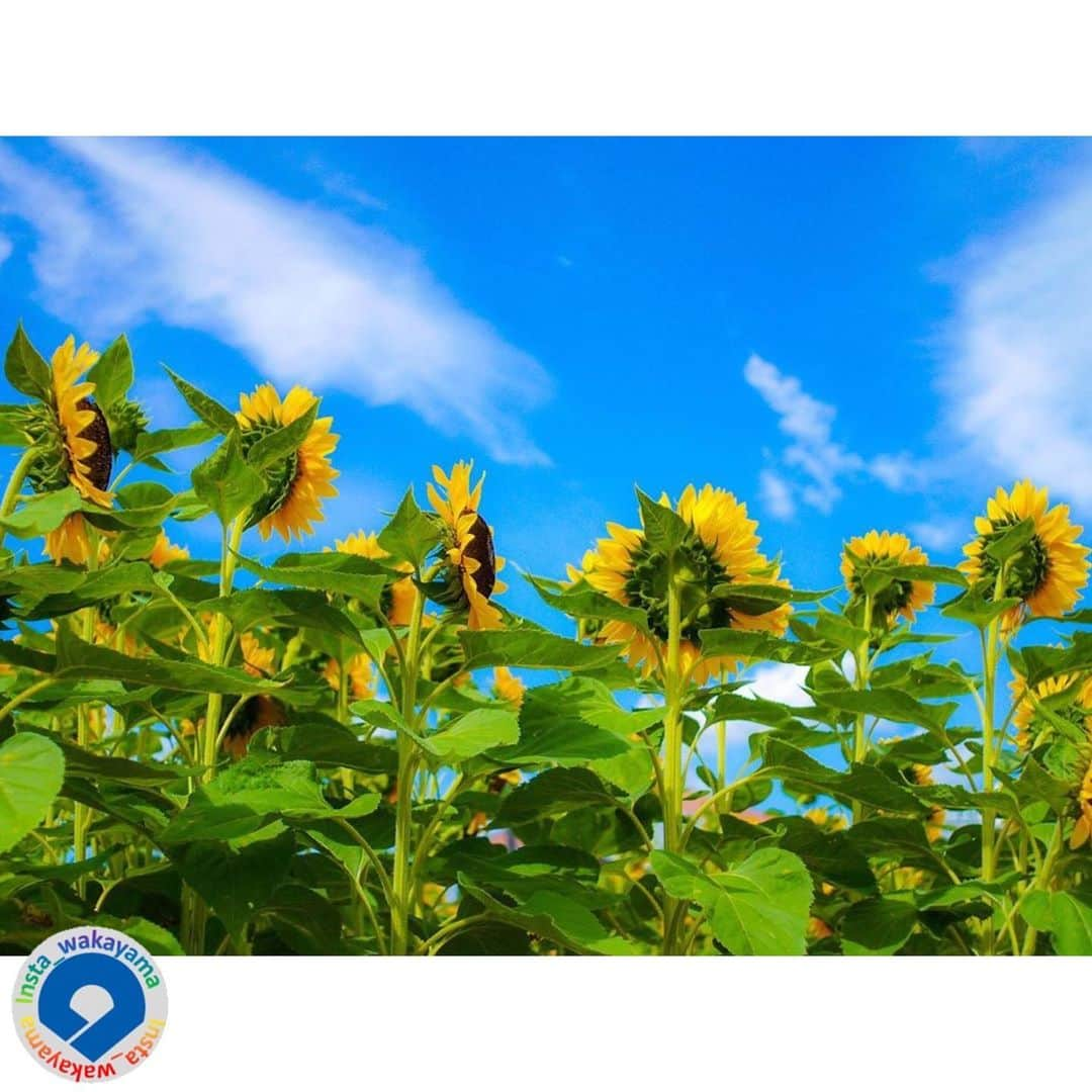 和歌山県さんのインスタグラム写真 - (和歌山県Instagram)「* Insta_Wakayamaでは、皆さんがハッシュタグをつけて投稿してくださった写真から、素敵な写真をご紹介させていただきます！ 本日のピックアップは、@nongentlemanさんのお写真です☆ハッシュタグご利用ありがとうございますm(_ _)m .  こちらは和歌山県田辺市にある新庄総合公園で撮影されたお写真です😃黄色い向日葵（ひまわり）が、青い空を見上げるように咲いている姿が、とっても爽やかなお写真ですね🌻新庄総合公園は「花」「芸術」「音楽と集い」をテーマとした文化の森に自然の森を融合させることにより、自然環境に親しみながら文化的活動を楽しむことのできる、田辺市の都市公園です。大型遊具もありますので、お天気の良い日にぜひ出かけてみてはいかがでしょうか😃新庄総合公園（http://www.city.tanabe.lg.jp/kanri/shinjo_park/index.html） . @insta_wakayama では、ただいま #グッドトリップ和歌山 投稿キャンペーンを開催中！和歌山県の素敵なお写真を投稿していただいた方々の中から、毎月5名様に1万円をプレゼント🎁します！🎉詳しくは@insta_wakayama のプロフィールにあるURLをチェックしてください。 . 和歌山に関する投稿には「#insta_wakayama」のハッシュタグをつけてください★ 和歌山の魅力を皆さんで発信していきましょう！ ハッシュタグをつけると同時に、写真の場所の記載・位置情報の登録もお願いします🎵 . #新庄総合公園 #ヒマワリ #田辺 #和歌山 #和歌山県  #tanabe #wakayama #観光 #観光和歌山 #風景 #風景和歌山 #なんて素敵な和歌山なんでしょう #insta_wakayama #wakayamagram #instameet_wakayama  #nagomi_wakayama #visitwakayama #retrip_news #japan」6月20日 11時51分 - insta_wakayama