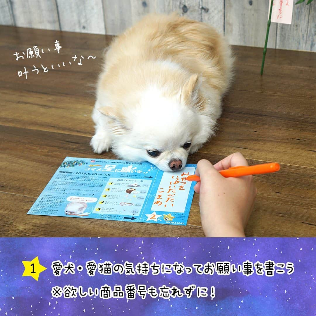 iDog&iCatさんのインスタグラム写真 - (iDog&iCatInstagram)「🎋七夕新企画【コマメ星に願いを】開催！🌟 * もうすぐ7/7、七夕の日が近づいていますね🌌 社犬コマメがあなたの愛犬・愛猫のお願い事を募集しちゃいます♪ * 6/20よりIDOG&ICATでお買い物をされた方へ七夕イベントの短冊を配布中！ この短冊に愛犬・愛猫のお願いを書いてinstagramで投稿しよう！ 短冊は先着5000枚、なくなり次第配布終了となります🎋 * 投稿者の中から抽選で、20名様に豪華プレゼント☆彡 人気のunageや新作Keatのセット、猫ちゃんへのつめとぎ、おもちゃなどが当たります✨ * お願い事は、6/20～7/8まで募集いたします⭐️ * ☆彡コマメ星へのお願い方法☆彡 ①@idogicat をフォローします。 ②短冊に愛犬・愛猫のお願い事＆欲しいプレゼント番号を記入して、愛犬・愛猫と短冊を一緒に撮影！ ③ご自身のアカウントにて【@idogicat 】と【#コマメ星に願いを】をつけてお写真を投稿してください♪ 可愛い愛犬・愛猫のお名前も忘れずに💓 * 画像付きの詳しい投稿方法はコマメが紹介中です！この投稿の写真をスワイプしてご覧ください👉 * ★投稿の注意★ ●１枚の短冊につき、１投稿がプレゼント対象となります。同じ短冊で複数回投稿されても、１応募としてカウントされます。 ●お写真のプレゼント記入欄が隠れていたり、ぼやけて見えづらくなっているものは抽選選考外になるため、必ず短冊もはっきり写してくださいね。 ●投稿の際、非公開アカウントですと投稿を確認することができず、プレゼント抽選選考外となります。必ず全体公開設定のアカウントからご投稿をお願いいたします。 * #idogicat #犬の服idog #idog #icat #七夕 #プレゼント企画 #短冊 #お願い #犬 #いぬ #猫 #ねこ #猫グッズICAT #チワワ #プードル #願い事」6月20日 11時55分 - idogicat