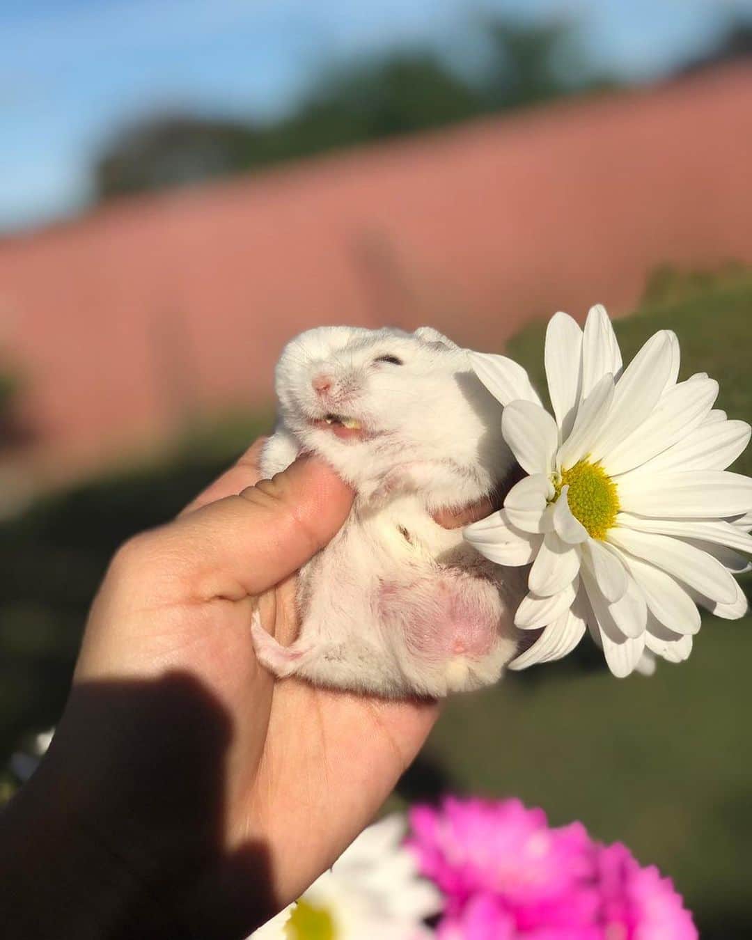 9GAGさんのインスタグラム写真 - (9GAGInstagram)「An aesthetic photoshoot turned into a food dropping series. By marianalolx | TW  #hamster #cute #9gag」6月20日 11時56分 - 9gag
