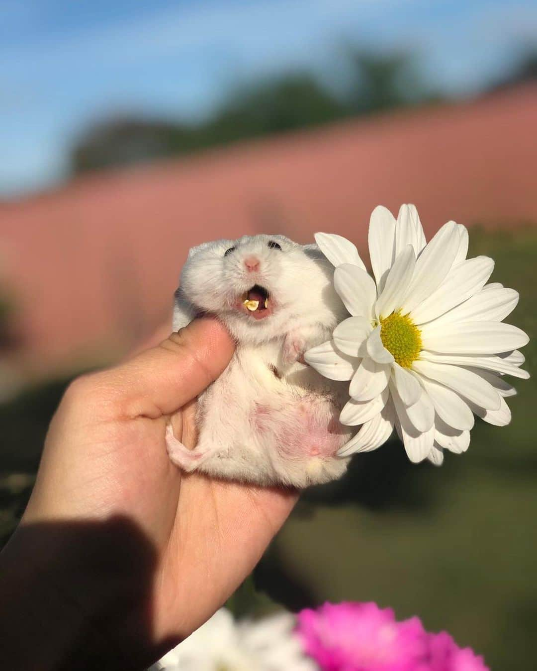 9GAGさんのインスタグラム写真 - (9GAGInstagram)「An aesthetic photoshoot turned into a food dropping series. By marianalolx | TW  #hamster #cute #9gag」6月20日 11時56分 - 9gag