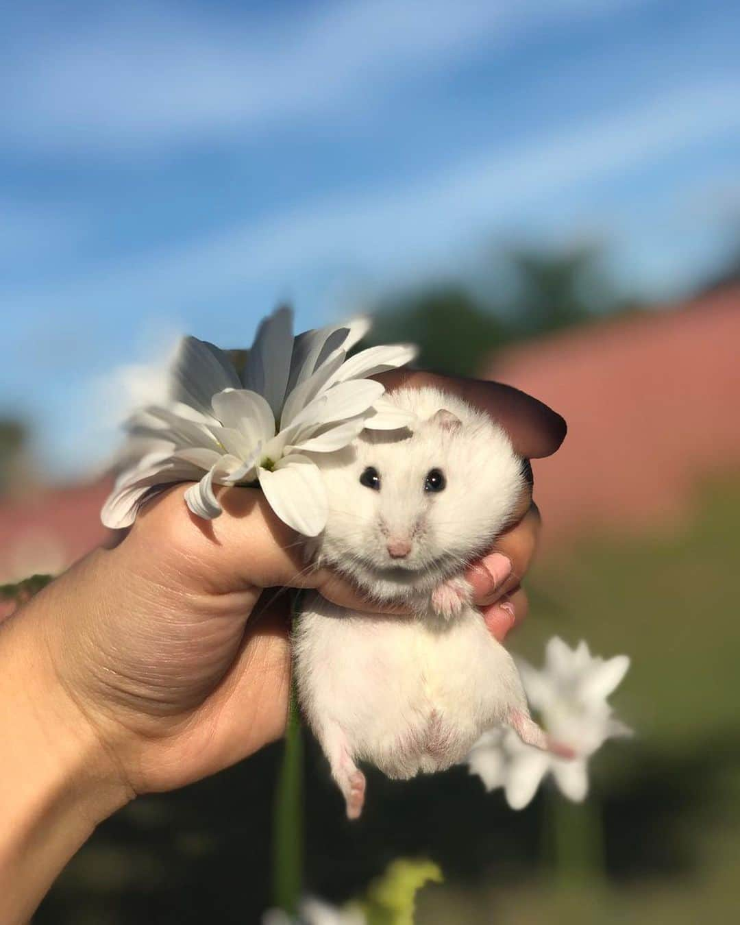 9GAGさんのインスタグラム写真 - (9GAGInstagram)「An aesthetic photoshoot turned into a food dropping series. By marianalolx | TW  #hamster #cute #9gag」6月20日 11時56分 - 9gag